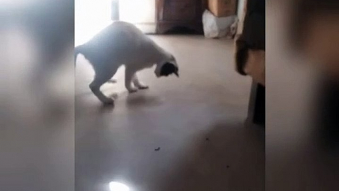 Beautiful Cat's Style batman is back #cat #cats #cute #cutecat #cutecats #pets #animals #funny_#funnyvideo_#laugh_#memes_#funnycats