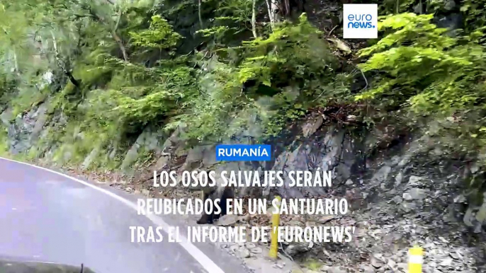 Tras un reportaje de 'Euronews', los osos salvajes de Rumanía son trasladados a un santuario