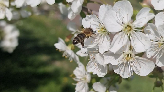 Spring symphony: Spring bee engrossed in white cherry blossom's nectar extraction