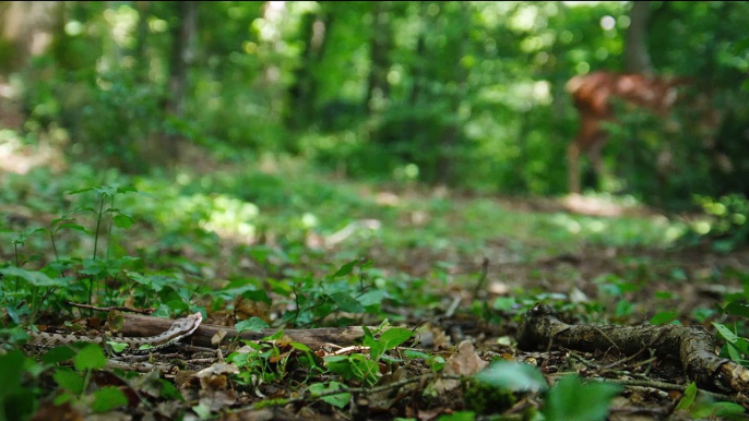 Bambi, L’histoire d’une vie dans les bois Bande-annonce VF