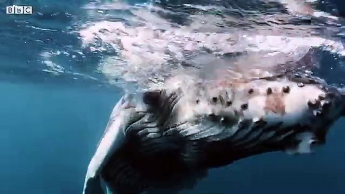 A Blue Whale's Tongue Weighs More Than An ELEPHANT!  _ Wild Bites _ BBC Earth Ki