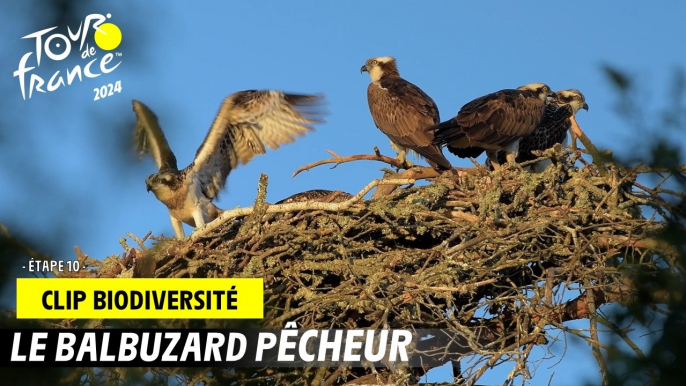 Tour de France de la biodiversité - Etape 10 - #TDF2024