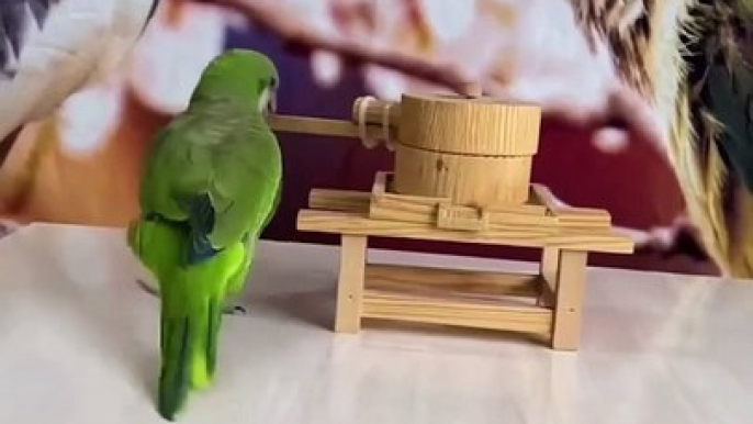 Clever Cockatiel Rides Tiny Bike and Goes Bowling