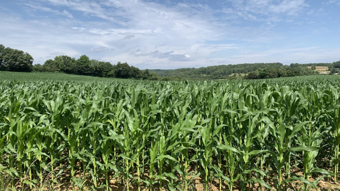 Gestion de l'eau : l'agriculture en première ligne face au changement climatique