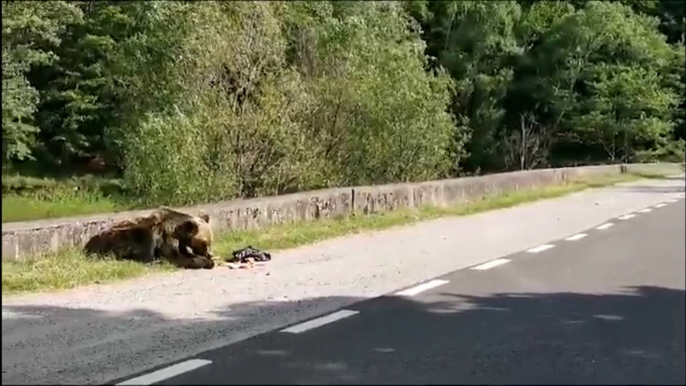 Una joven de 19 años muere devorada por un oso en un ruta de senderismo en Rumanía