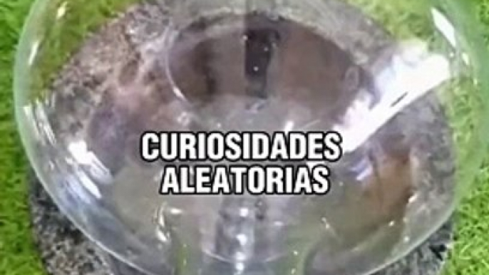 Curiosidades aleatorias #curiosidades #lasmejores #conocimiento #fy #paratii #aprendeentiktok #datos