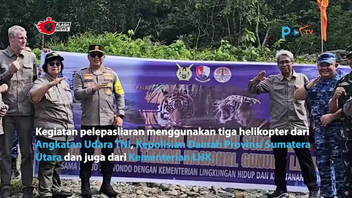 Pelepasan Harimau Sumatera oleh Kementrian Lingkungan Hidup