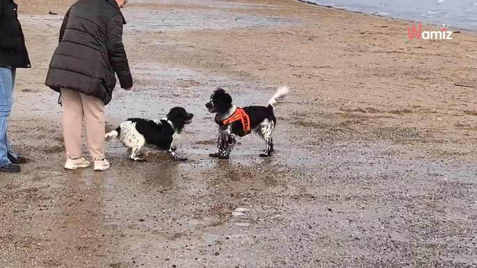 Zwei fremde Hunde spielen am Strand: Plötzlich verschlägt es beiden Frauchen die Sprache