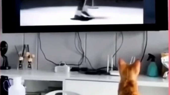 Kitten learns to Moonwalk with Michael Jackson