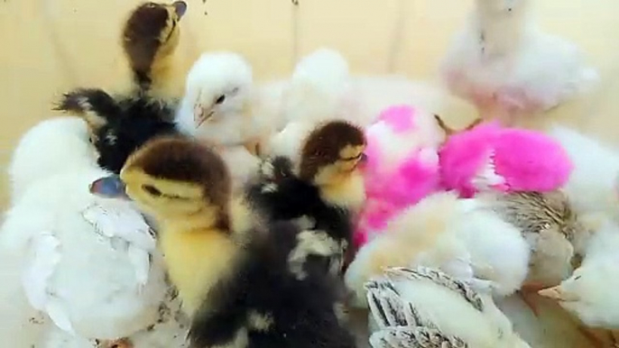 Many Colorful Chicks and Baby Ducks Sound Compilation 2024 || Chicks Cheeping sound effect || Chicks Calling their mom || chickens calling || Beautiful Baby chicks cheeping || Baby Birds singing sound effect