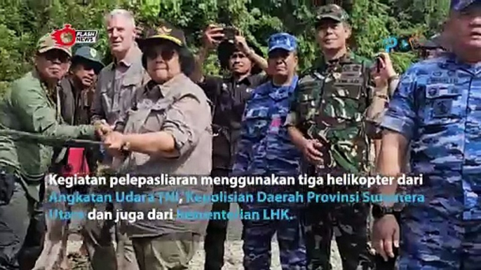 Detik-detik Harimau Sumatera Dilepas oleh Kementrian Lingkungan Hidup