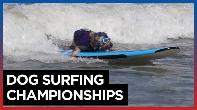 Canines hang ten in California dog surfing competition