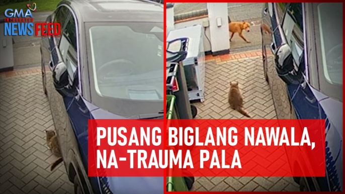 Pusang misteryosong nawala, na-trauma pala | GMA Integrated Newsfeed