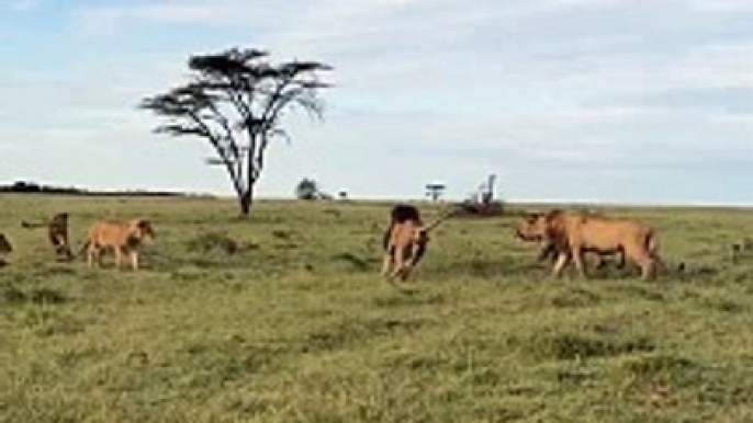 Lion King Drives Out Adult Lions: Intense Pride Dynamics! #Viral #Trending #Wildlife #Nature #EpicMoment