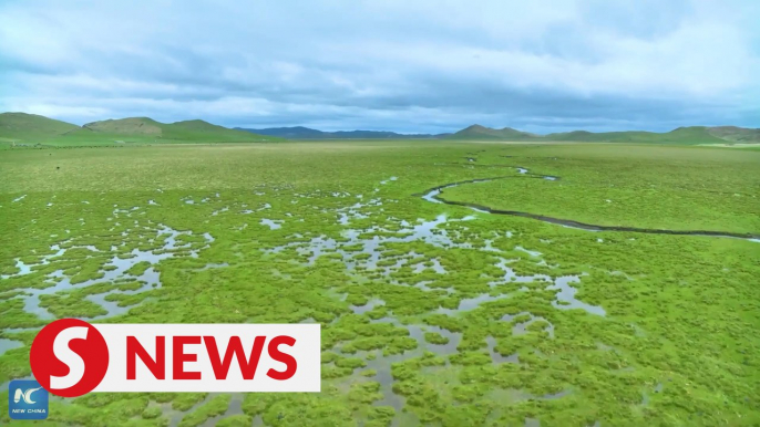 Chinese scientists research on protecting, restoring high-altitude wetlands