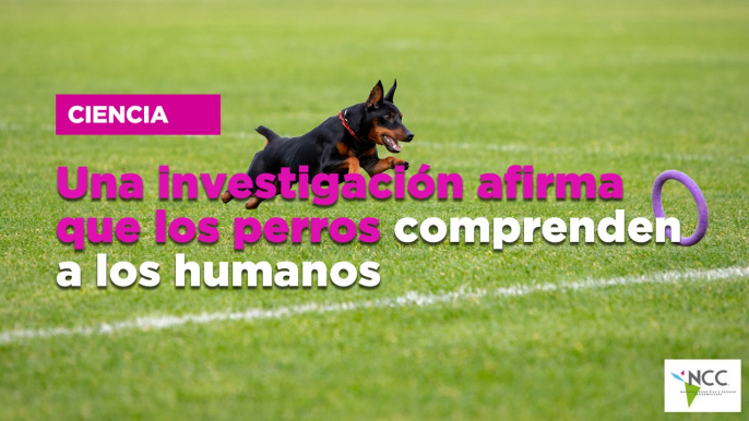 Una investigación afirma que los perros comprenden a los humanos