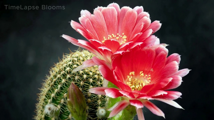 Time Lapse: Watch Flowers Blooming in Slow Motion 4K | Timelapse Blooms