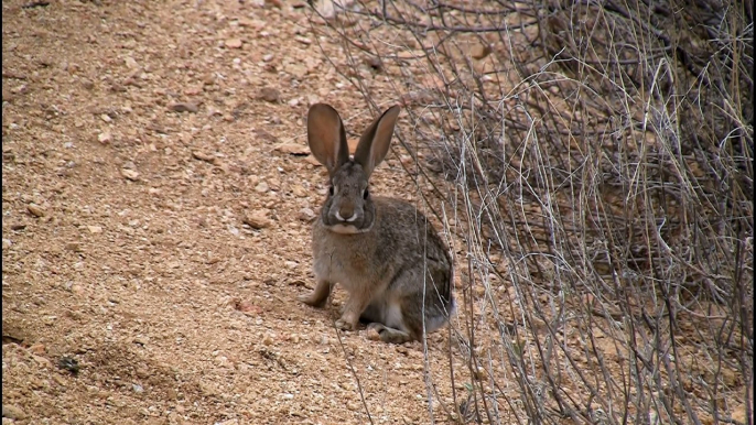 Rabbit Playing and Eating in Beautiful Surroundings! #Rabbit #Viral #Trending #Wildlife