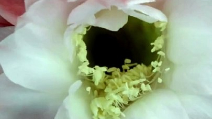 Flowers Blooming in 22 Days 28 Seconds Video #shorts #timelapseblooms