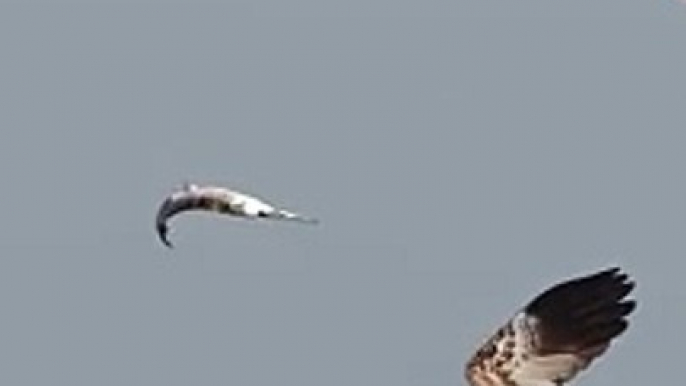 Whistling Kite Catches Fish Mid-Air from Stork! #Viral #Trending #Wildlife #Nature #epicmoments