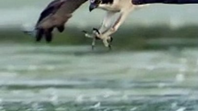 Snatching a Large Fish from the Water! #Viral #Trending #Wildlife #Nature #epicmoments