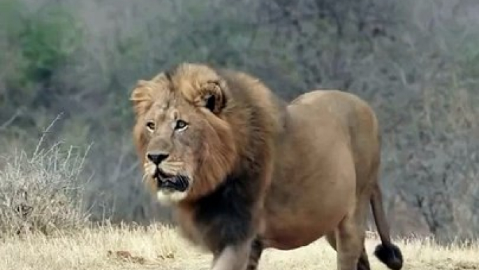 Lion Struts Through the Savanna: A Majestic Display of Power! #Viral #Trending #Wildlife #Nature