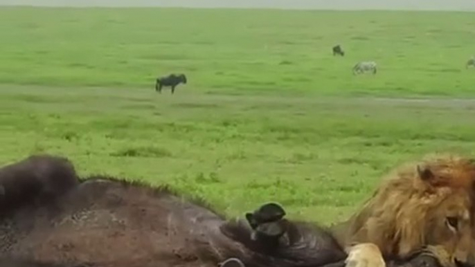 Lion vs Buffalo. #lions #buffalo #lioness #animals #wildlife #animallife #naturelovers #naturevideos