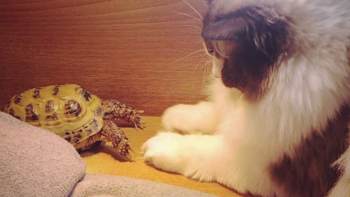 Tortoise and cat become best friends - eating, sleeping and playing together