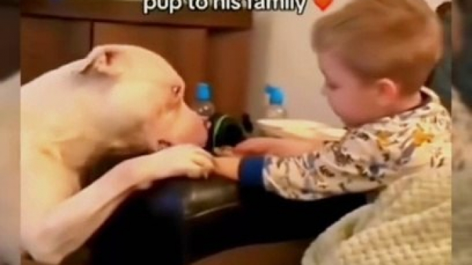 love of Dogs with human babies episode 5   #DogsAndBabies #CuteDogs #AnimalLove #PetPedia #AdorableMoments #DogLovers #BabyAndDog #PetLovers #Heartwarming #InstaPets