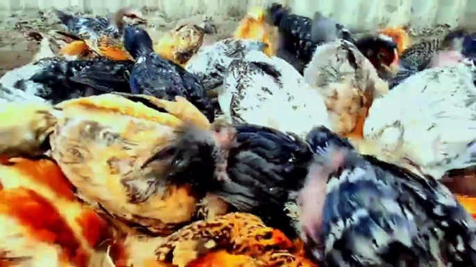 CHICKENS AND HENS VIDEO