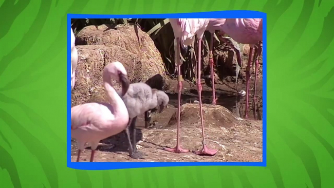 Did You Know That Flamingo Chicks Are Actually Born Grey in Color?