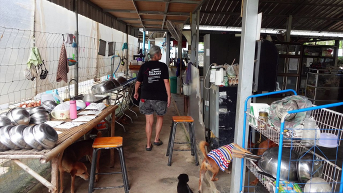 Dog Rescue Thailand. Die Ankunft #Tierheim #shelter #hunde #dogshelter #puppys #Welpen #tierschutz