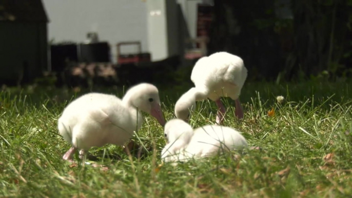 Four American flamingo chicks hatch at Chicago’s Brookfield Zoo