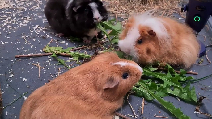 モルモットASMR: ブラッキー、ブラウニー、ココの日常 | Meerschweinchen-ASMR: Blacky, Browny & Coco's Alltag | Guinea Pig ASMR: Daily Life of Blacky, Browny & Coco