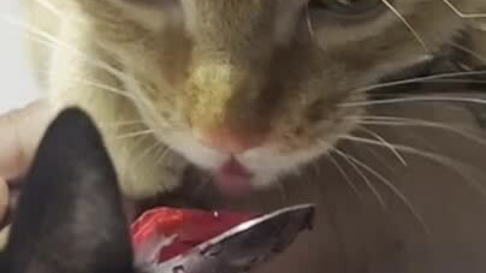 Cat Eats Jelly From Woman's Spoon