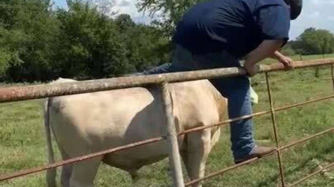 Person Falls on Their Back as They Try to Ride Bull