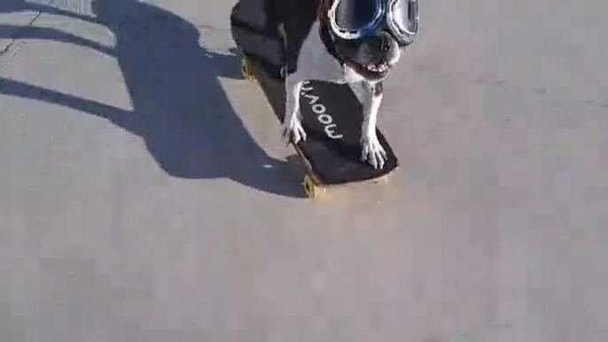 Talented Dog Shows Off His Skateboarding Skills