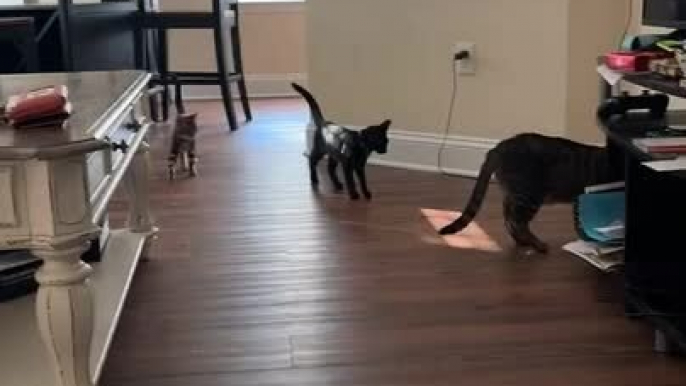 Hyper-active Kitten Keeps Play-Fighting With Two Cats