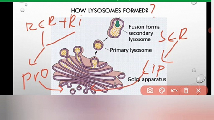 Lysosomes class 9 Biology in Urdu / in Hindi | cell organelles| Lec #13 | chp#4 | cell and tissue |