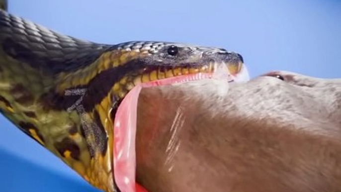 How A Snake Swallows BIG Animals  #ViralVideo #trending #Famous #USA #Canada #Germany #Korea #Shareme