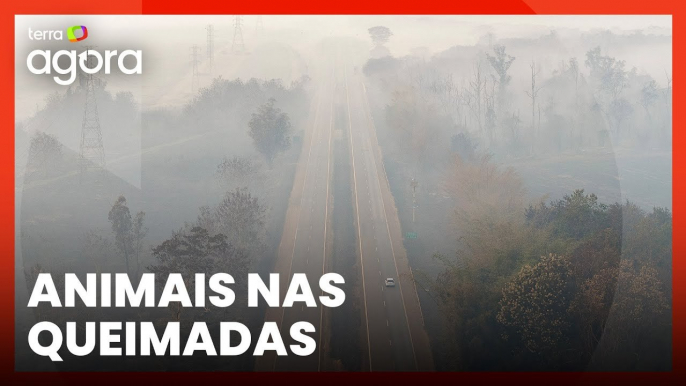 Produtor rural relata sofrimento de animais durante queimadas em Goiás: 'Trauma'