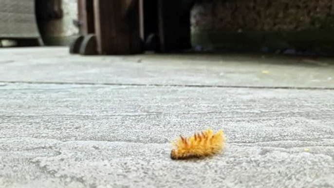 Watch as multi coloured caterpillar makes its way through Leeds garden