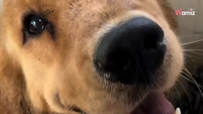 Frauchen völlig baff, als ihr Golden Retriever DAS im Garten findet