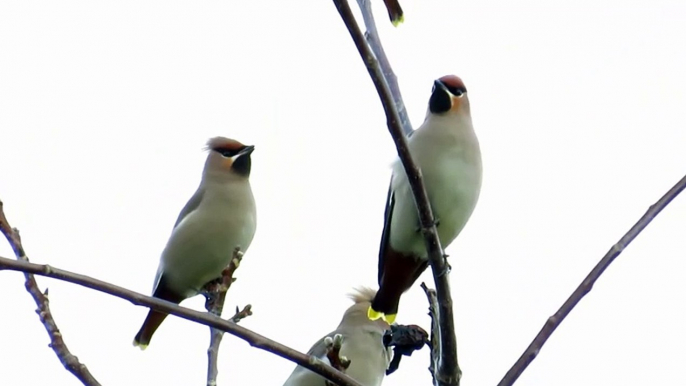 Waxwing