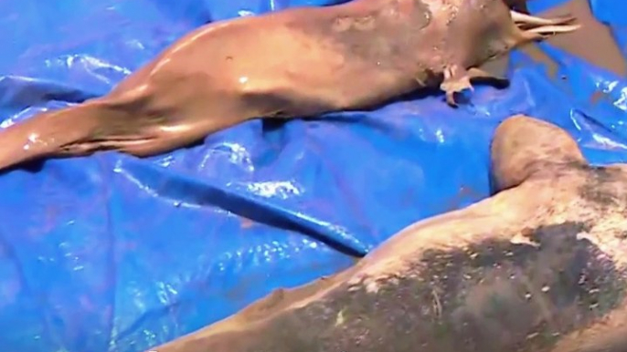 Title:  Dolphin, binuhat na parang baby para mailigtas | GMA Integrated Newsfeed  Caption:  Isang river dolphin ang binuhat na parang baby para lang mailipat agad at mailigtas sa gitna ng matinding tagtuyot sa Amazon sa Brazil.   Ang mga ilog doon, halos