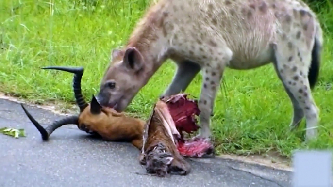 African hyenas have an amazing bite and eat bones as crunchy as chewing cookies, it's too decompressing - watermelon video