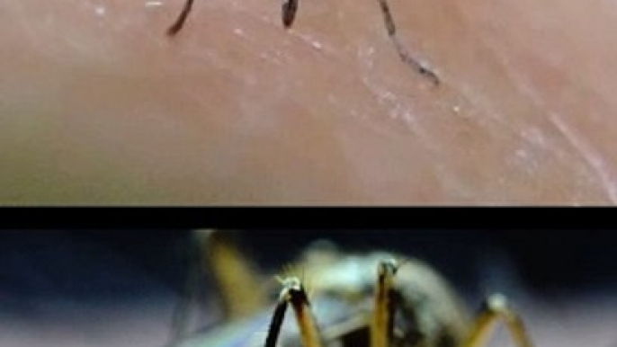 ¿Por qué los mosquitos pican más a unas personas que a otra?