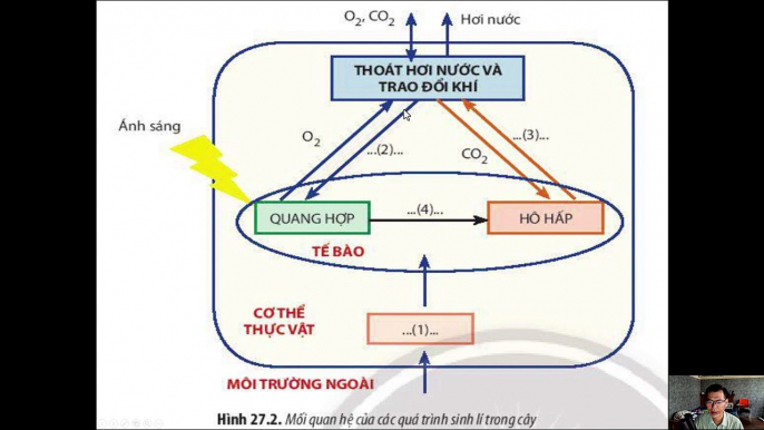 Sinh 11 - Bài 27 Cơ thể sinh vật là một hệ thống mở và tự điều chỉnh