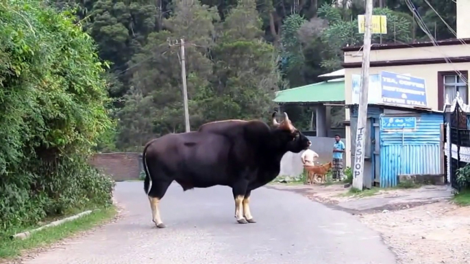 The king of the forest, the tiger, hunts the largest white-limbed bison in India