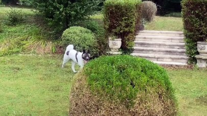 Alain-Fabien Delon partage des images du quotidien à Douchy, ultime résidence de son père Alain Delon. Les chiens, comme Loubo et son ami, semblent sereins